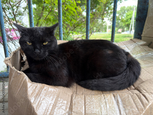 Black cat resting in a cardboard box outdoors