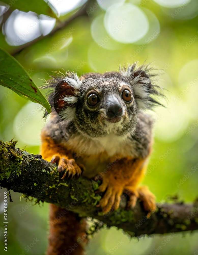 Fototapeta premium Small Lemur Sitting on Tree Branch.