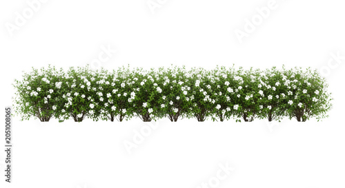 A long, linear flowering shrub hedge with dense vibrant green foliage and bright white blossoms, perfectly isolated on a transparent background with soft shadows, botanical asset presentation