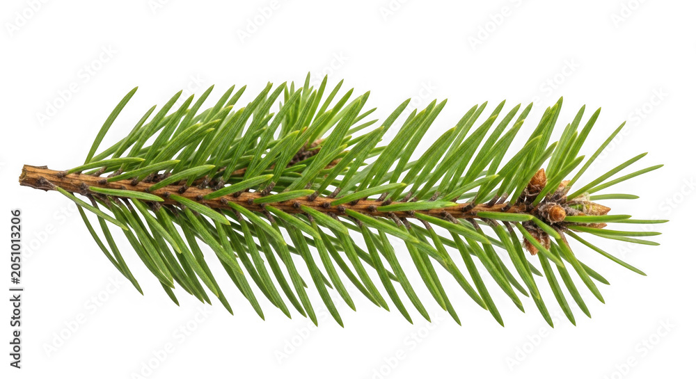 Obraz premium Fresh green pine branch with needles and pinecone isolated on transparent background