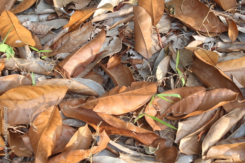 Fotografija piled up dry leaves and scattered dry leaves.