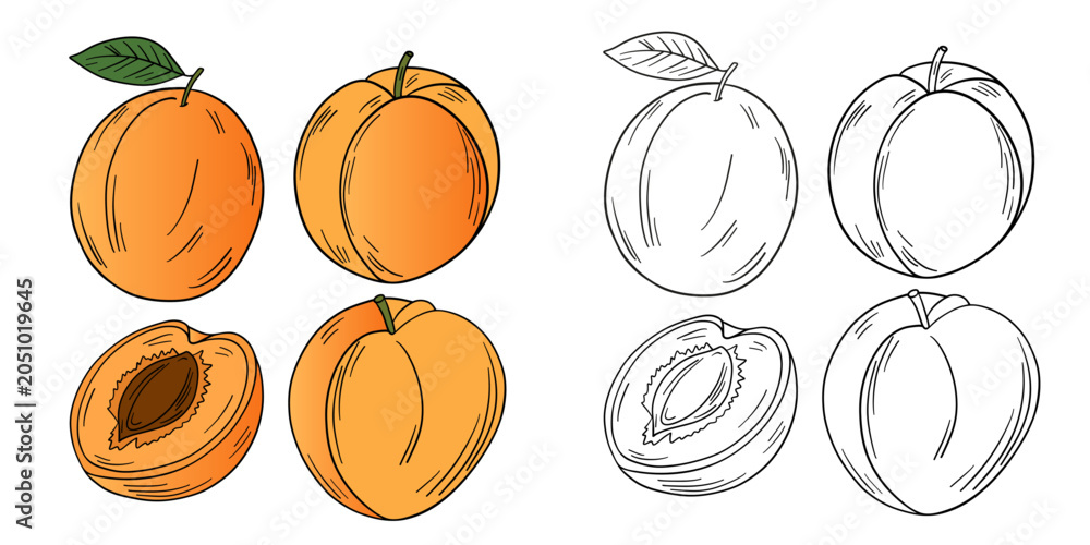 Obraz premium Hand-drawn illustration of apricots and peaches in color and black white outline. Whole fruits, sliced fruits, leaves, and natural orchard textures. Warm orange, yellow, pink, and green tones, outline