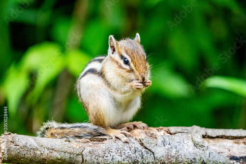 Tablou pe pânză Japanese Striped Squirrel with Squirrel's House in Saitama