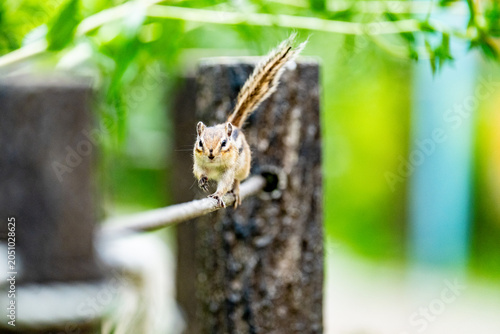 Foto Japanese Striped Squirrel with Squirrel's House in Saitama