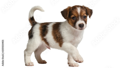 Foto Small brown and white Jack Russell Terrier puppy walking