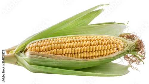 Фотография Fresh yellow corn cob with green husks and silky threads