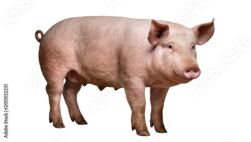Tableau sur toile Pink pig standing full body view, facing right