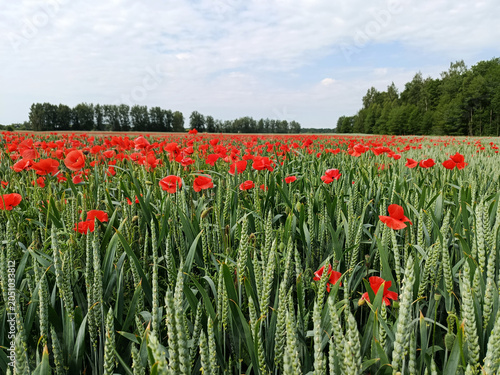 Red poppies in a wheat field. Photograph of red poppies in the middle of a wheat field.