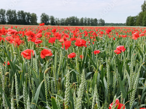 Red poppies in a wheat field. Photograph of red poppies in the middle of a wheat field.