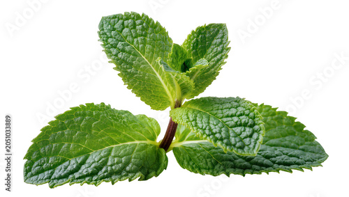 Fotografía Fresh green mint leaves with textured surface and serrated edges