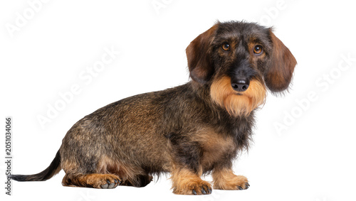 Valokuva Wirehaired Dachshund dog sitting profile view