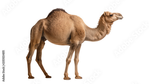 Tablou pe pânză Dromedary camel with one hump standing profile view