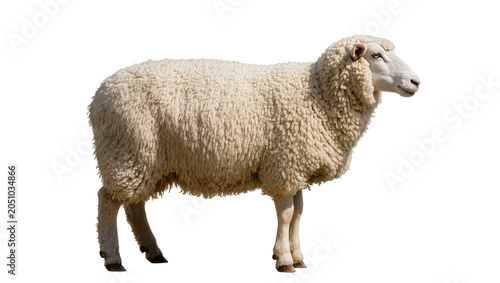 Photos Fluffy white sheep with thick wool standing profile view