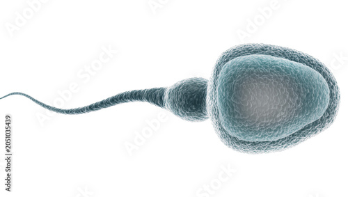 Tableau sur toile Sperm cell with tail and head, microscopic view