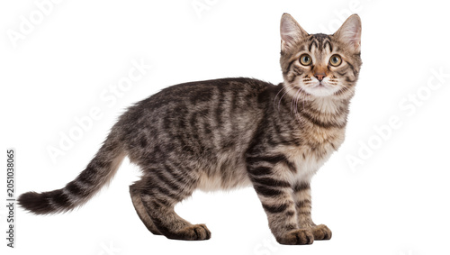 Photos Tabby kitten with striped fur standing and looking to the side