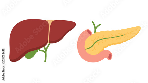 Vector illustration of human liver and pancreas organs