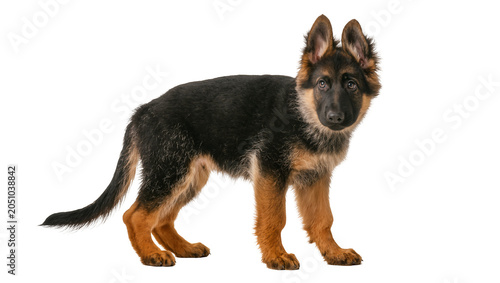 Foto German Shepherd puppy standing black and tan fur, alert ears