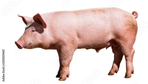 Konstfotografi Pink pig standing profile view on white