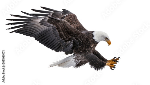 Fotografie Bald eagle with wings spread talons extended, in flight