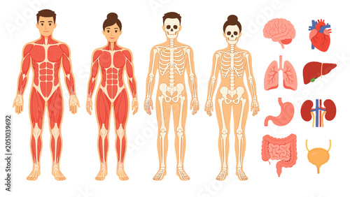 Human anatomy vector set with male and female body systems