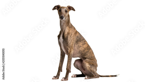 Fotografía Brindle Greyhound dog sitting attentively