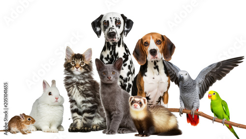 Canvastavla Group of domestic animals and birds including dogs cats rabbit ferret mouse, and