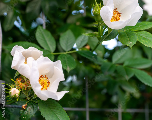 White wild rose flowers with yellow stamens and green leaves on a garden bush. Close-up botanical photo for natural rose bloom, flowering shrub, summer garden, pollinator plant and floral background t