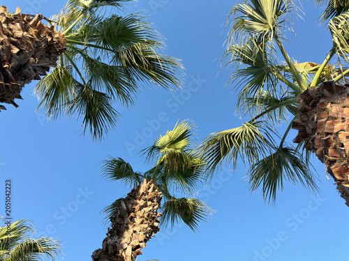 Beautiful tropical palm trees swaying under a bright blue sky. Exotic summer landscape with lush green foliage, warm sunshine, vacation atmosphere, and a relaxing paradise destination.