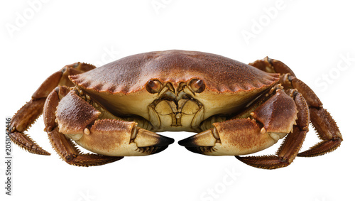 фотографія Brown crab with large claws and segmented legs