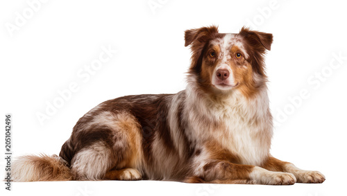 Fotografija Merle Australian Shepherd dog lying down looking forward