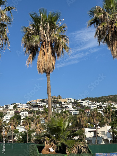 Beautiful tropical palm trees swaying under a bright blue sky. Exotic summer landscape with lush green foliage, warm sunshine, vacation atmosphere, and a relaxing paradise destination.