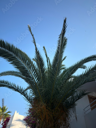 Beautiful tropical palm trees swaying under a bright blue sky. Exotic summer landscape with lush green foliage, warm sunshine, vacation atmosphere, and a relaxing paradise destination.