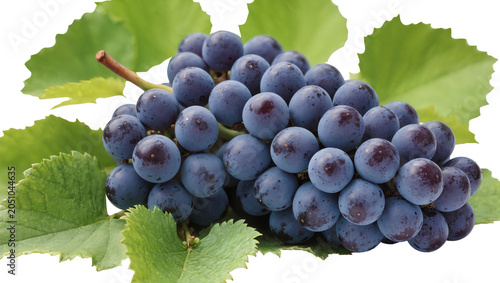 Dark blue grapes with green leaves on stem