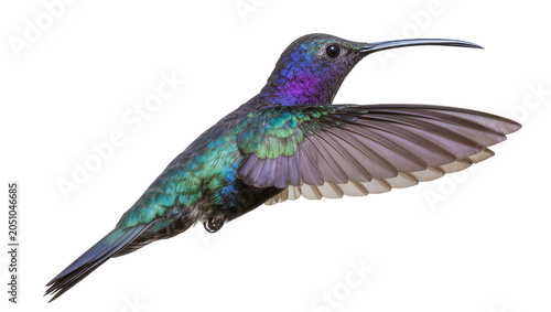 Iridescent hummingbird with spread wings, purple and green feathers
