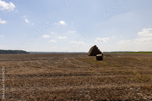 straw after harvesting pea, pea field