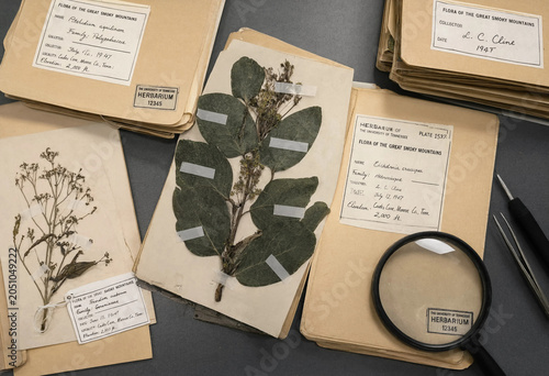 Canvastavla Dried plant specimens mounted on paper sheets with labels and a magnifying glass