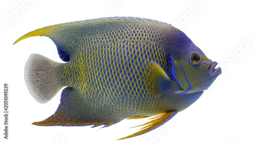 Tableau sur toile Blue and yellow patterned angelfish with yellow fins