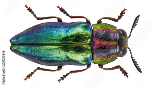 Photos Iridescent Jewel Beetle with Metallic Sheen and Segmented Legs