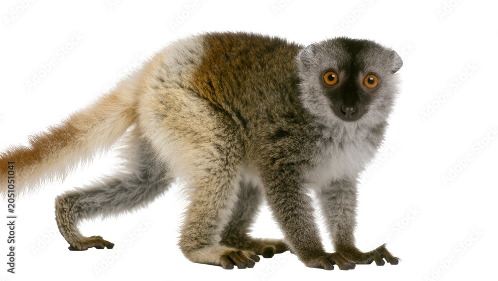 Fototapeta premium Brown and grey lemur with orange eyes on white