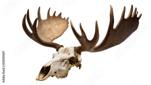 Foto Moose Skull with Large Antlers