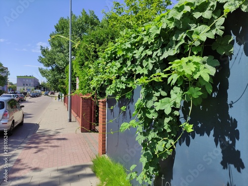 Green leafy vines growing over gray fence on sunny street with parked cars