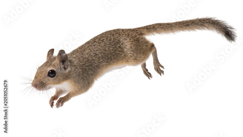 Schilderij op canvas Small squirrel mid-air jump, bushy tail extended