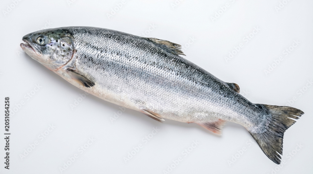 Fototapeta premium Whole fresh salmon fish isolated on white background.