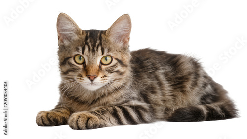 Tableau sur toile Tabby kitten lying down with yellow eyes