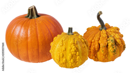 Tableau sur toile Orange pumpkin and bumpy gourds in yellow and orange