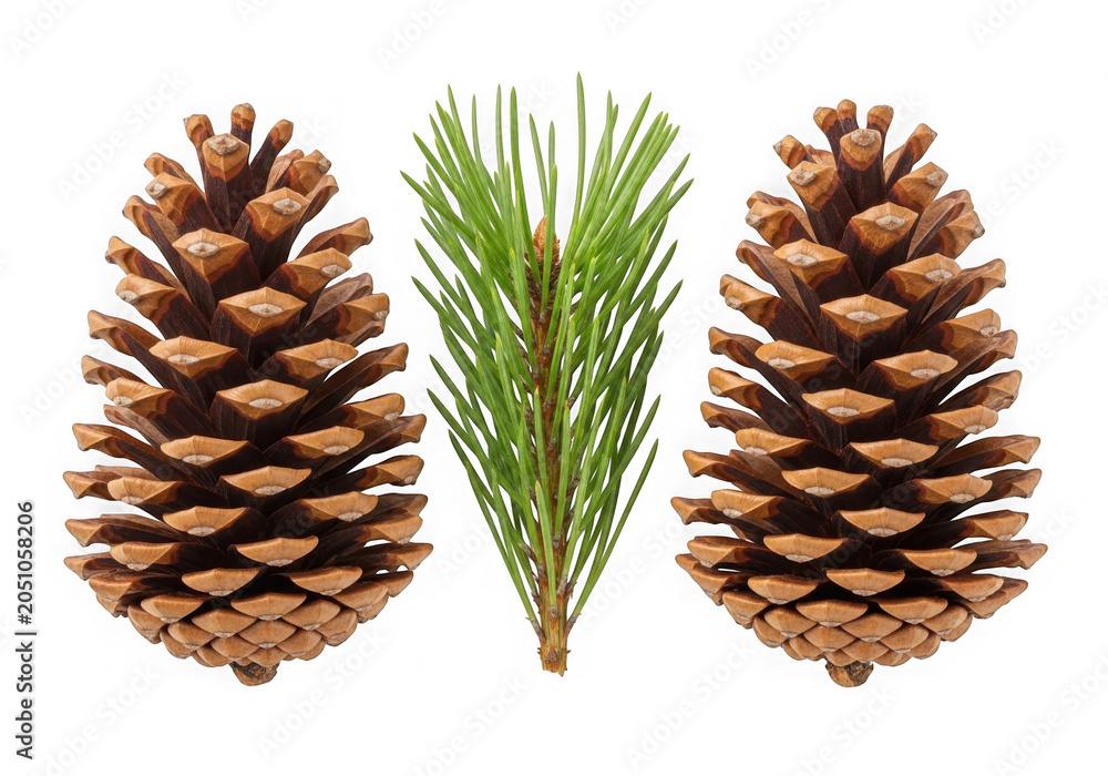 Fototapeta premium Two pine cones with green sprigs on white background isolated on transparent background