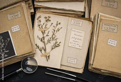 Fotografie Antique herbarium collection with dried plant specimens, magnifying glass, and t