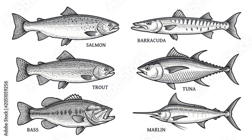 Fotografija Collection of Six Different Fish Species: Salmon, Barracuda, Trout, Tuna, Bass,