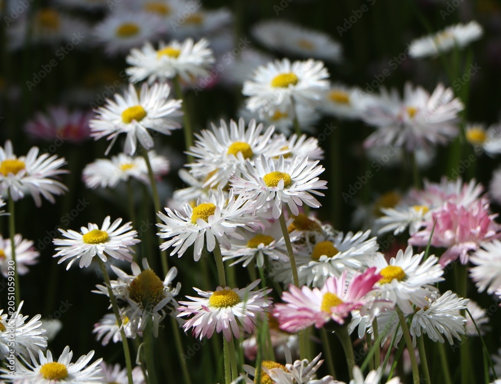 Fototapeta premium Beautiful daisies blooming in a meadow