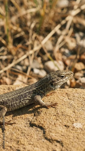 Small lizard sitting on a textured stone in a sunny wild environment with dry grass and pebbles blurred in the background